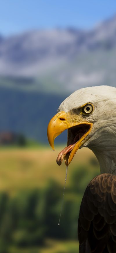 Fond d'écran iPhone Bald Hawk 4k