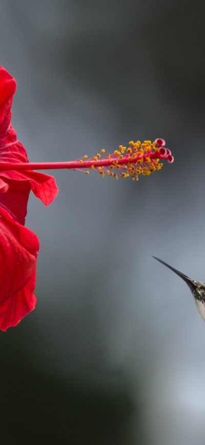 Fond d'écran iPhone Hummingbird Macro