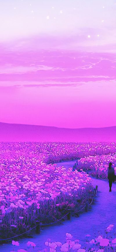 Fond d'écran iPhone Day Dreaming Lavender Field 4k