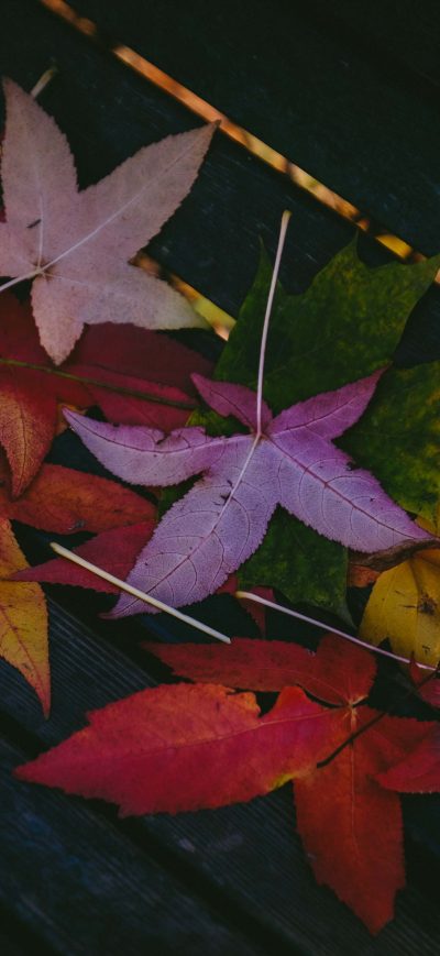 Fond d'écran iPhone Colorful Leaves Autumn 5k