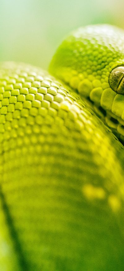 Fond d'écran iPhone Boa Green Snake 5k