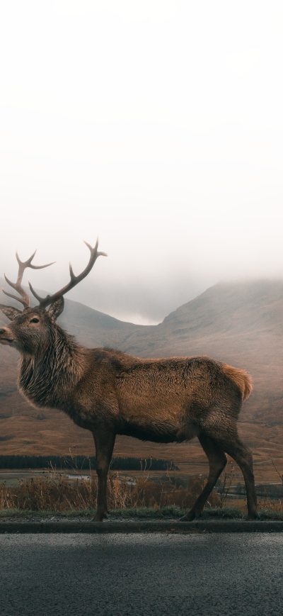 Fond d'écran iPhone Reindeer 4k