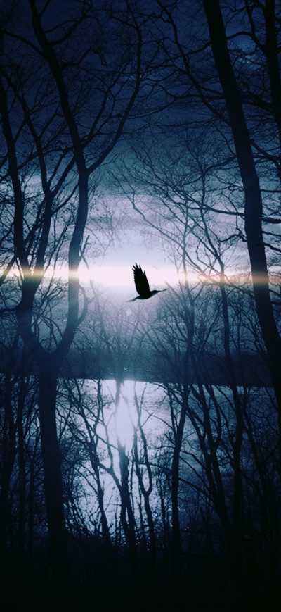 Fond d'écran iPhone Bird Flying Forest Woods Silhouette