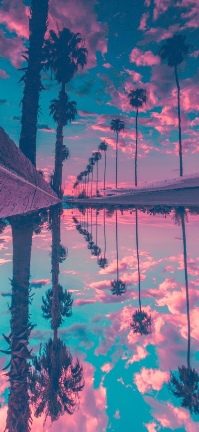 Fond d'écran iPhone Palm Trees Reflection Sky