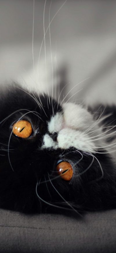 Fond d'écran Cat Eyes sur iPhone