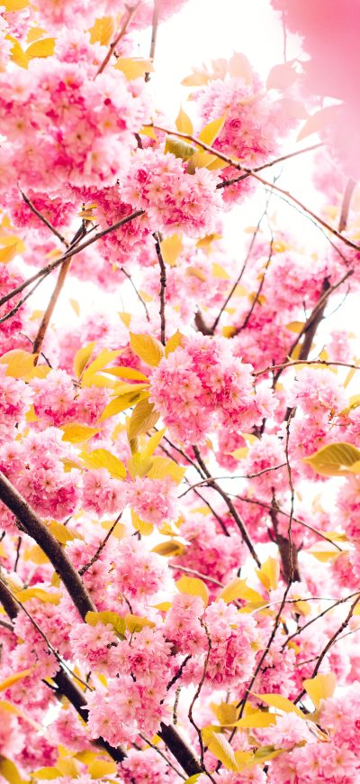 Fond d'écran iPhone Pink Blossoming Tree 8k