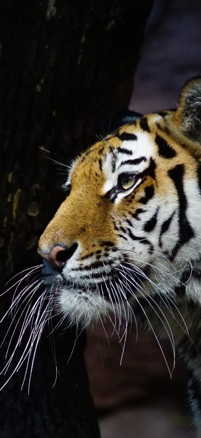 Fond d'écran iPhone Tiger Glance 4k