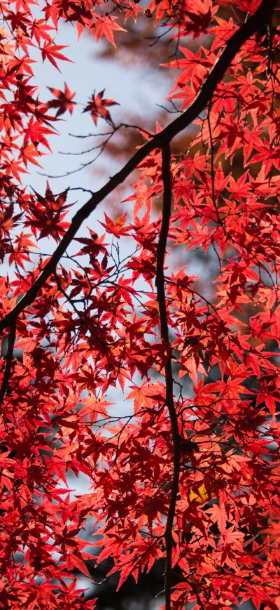 Fond d'écran iPhone Red Leaves Tree Close Up 5k