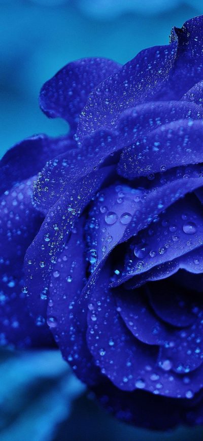 Fond d'écran iPhone Blue Flower 4k 5k