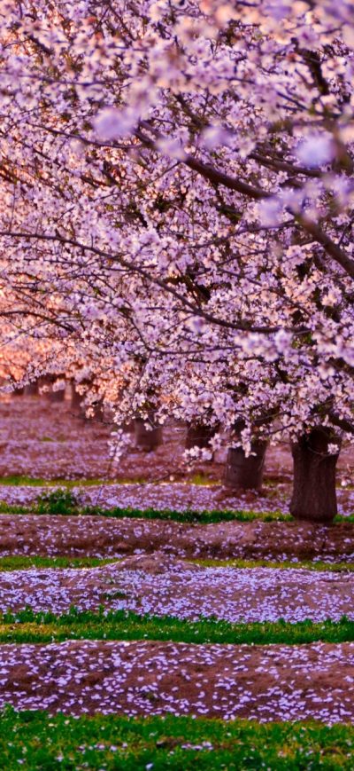 Fond d'écran iPhone Blossom Nature Pink Flowers Trees