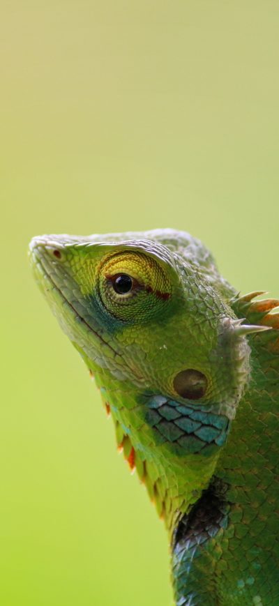 Fond d'écran Chameleon 5k sur iPhone