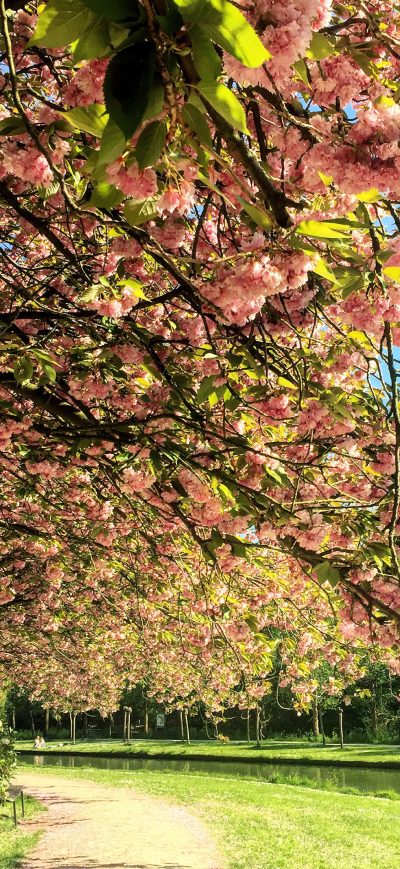 Fond d'écran iPhone Green Trees With Pink Flowers Near River