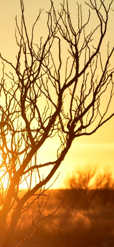 Fond d'écran iPhone Tree Branches Afterglow Silhouette
