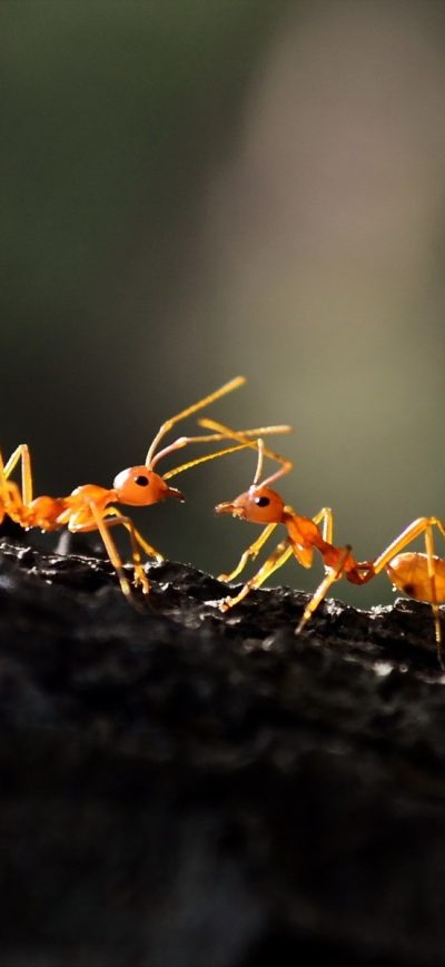 Fond d'écran iPhone Ant Macro