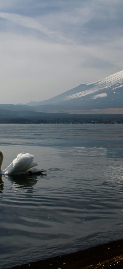 Fond d'écran iPhone Mount Fuji Landscape View Ducks 5k