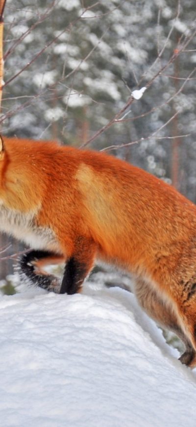 Fond d'écran iPhone Fox In Snow