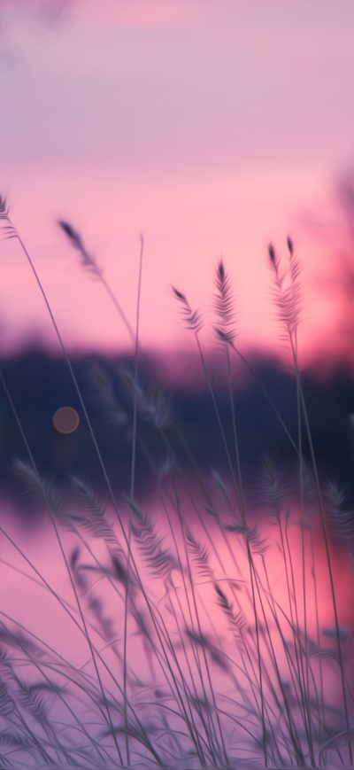Fond d'écran iPhone Plants Spike Lake Reeds 4k