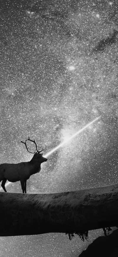 Fond d'écran iPhone Reindeer Shooting Star