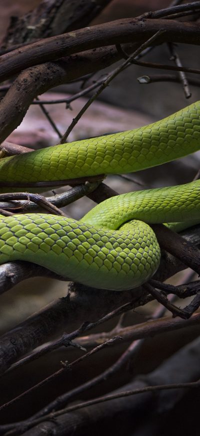 Fond d'écran iPhone Emerald Tree Boa