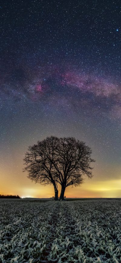 Fond d'écran iPhone Bare Tree Grass Field 4k