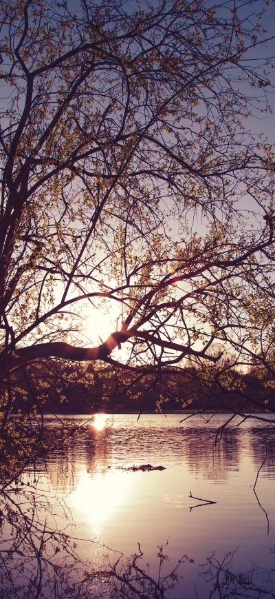Fond d'écran iPhone Yellow Trees Evening Dawn Lake Nature 5k
