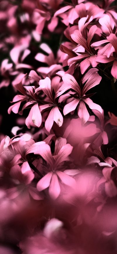 Fond d'écran iPhone Pink Flowers Ultra Hd Blur 4k
