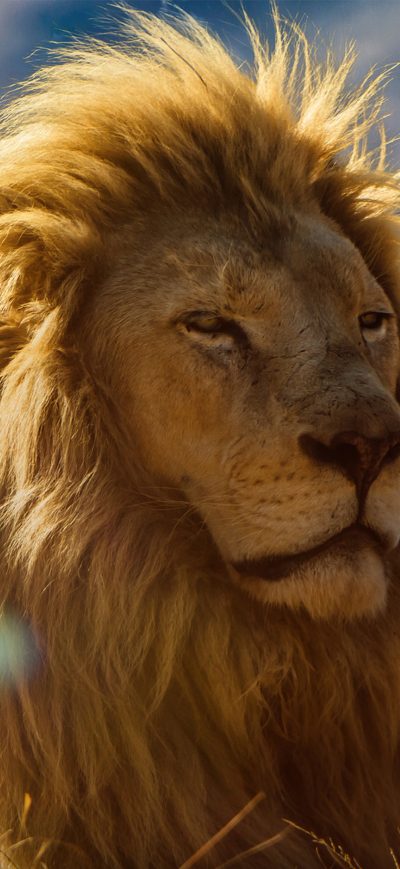 Fond d'écran iPhone Lion King 4k