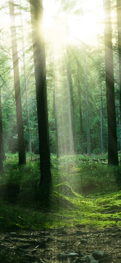 Fond d'écran iPhone Forest Sunbeam Trees