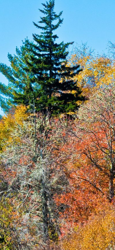 Fond d'écran iPhone Colorful Trees