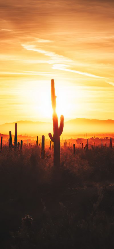 Fond d'écran iPhone Cactus Field Sunset 4k
