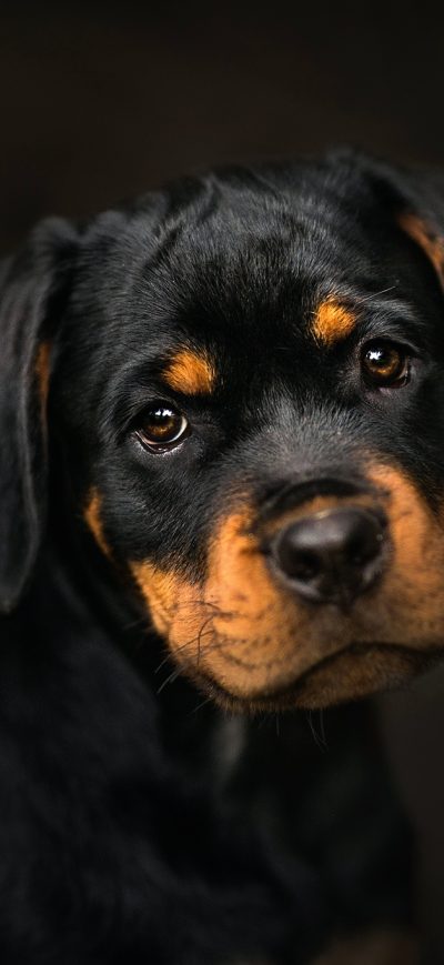 Fond d'écran iPhone Rottweiler