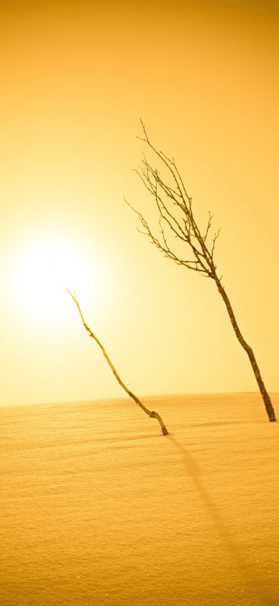 Fond d'écran iPhone Plants Sunlight Desert 4k