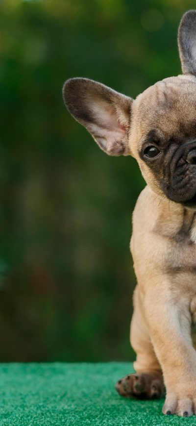 Fond d'écran iPhone French Bull Dog 4k