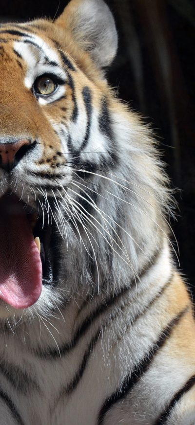 Fond d'écran 5k Tiger sur iPhone