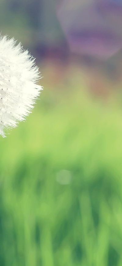 Fond d'écran iPhone Dandelion
