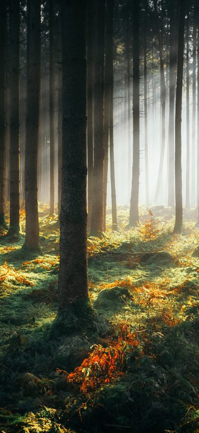Fond d'écran iPhone Sunbeams Morning Forest 4k