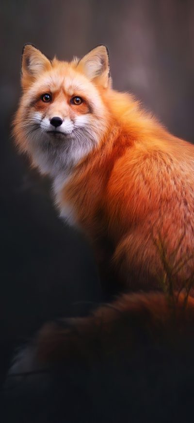 Fond d'écran iPhone Fox Digital Art 4k