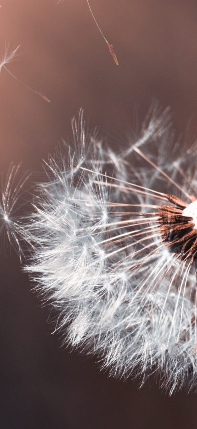 Fond d'écran iPhone Dandelion Flower Macro 5k