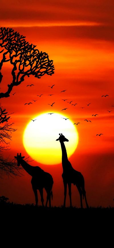 Fond d'écran iPhone Giraffe Rhino Sunset Red Sky Tree Forest Nature 4k