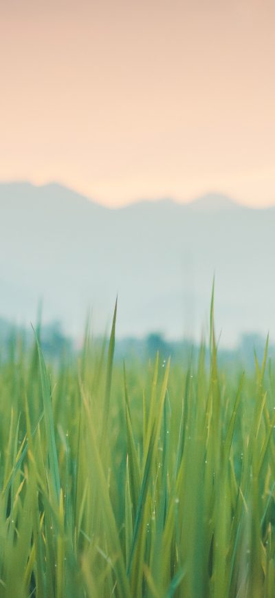 Fond d'écran iPhone Grass 4k