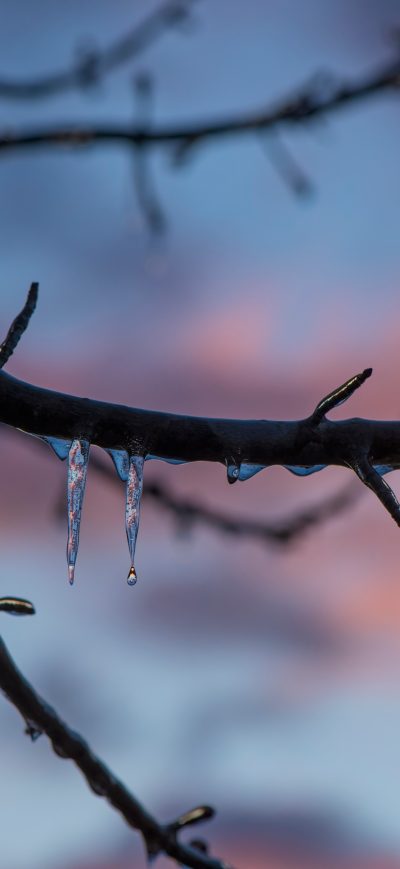 Fond d'écran iPhone Frozen Ice Melting On Tree Branch 8k