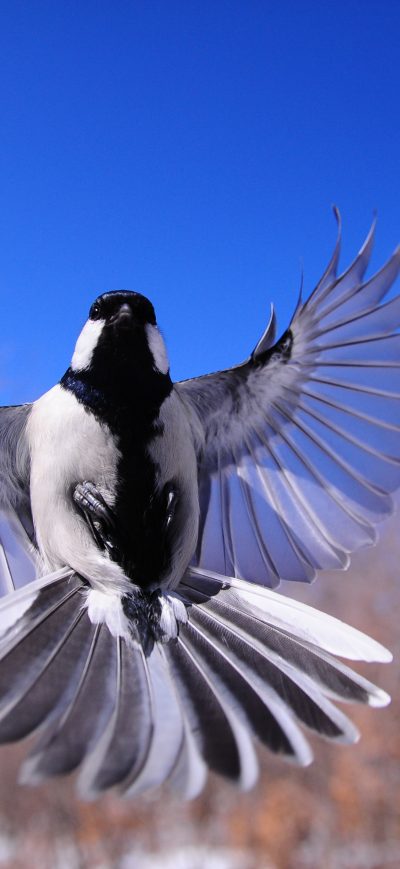 Fond d'écran iPhone Bird Flapping Wings
