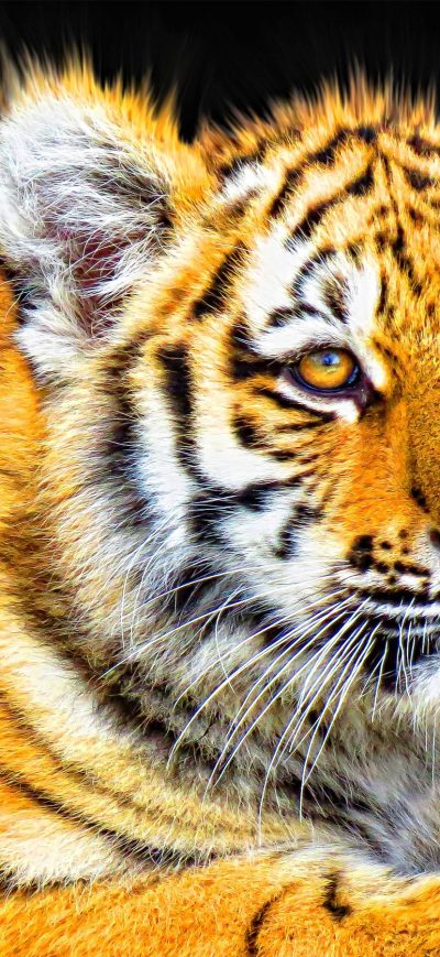 Fond d'écran Tiger Cub sur iPhone