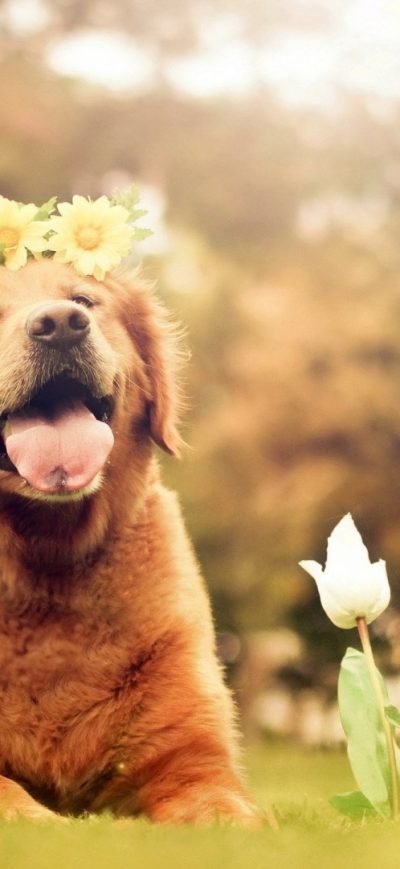 Fond d'écran iPhone Dog Flowers Smiling