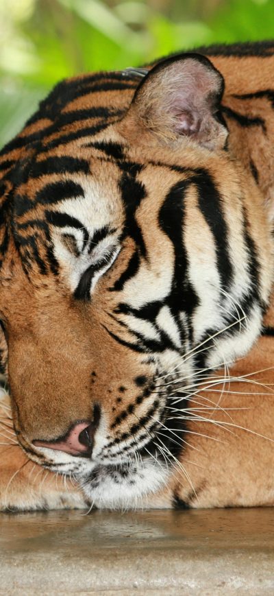 Fond d'écran Tiger sur iPhone