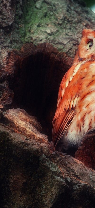 Fond d'écran Owl sur iPhone