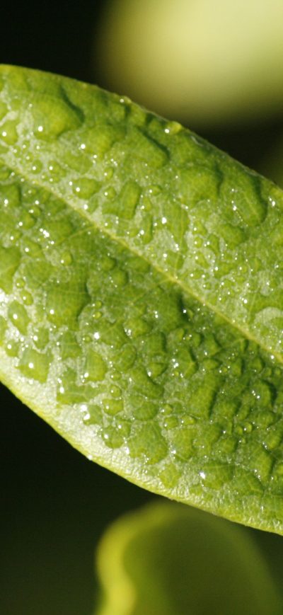 Fond d'écran iPhone Leaf Drop Dew Surface