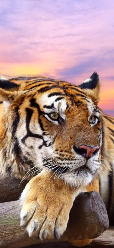 Fond d'écran iPhone Predator Tiger Sunset