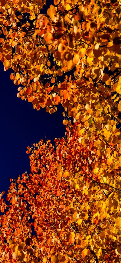 Fond d'écran iPhone Autumn View From The Surselva Switzerland 5k