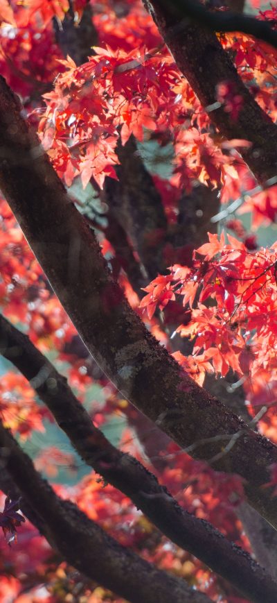 Fond d'écran iPhone Red Fall Tree Autumn Leaves 5k